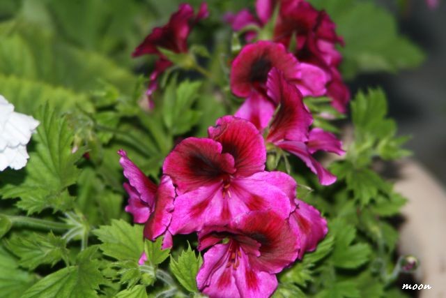 engleska pelargonija